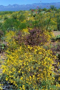Just Another Spring Day In Tucson