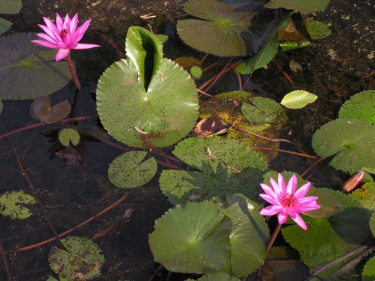 cambodian water lilies