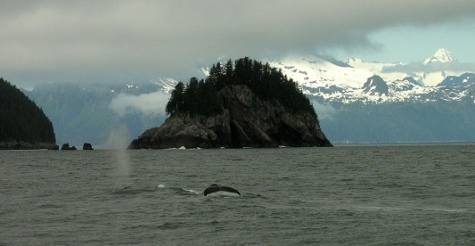 Whale in Prince William Sound