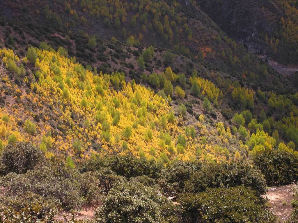 Fall colors in China