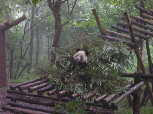 This panda found a stash of bamboo, and a good place to watch tourists