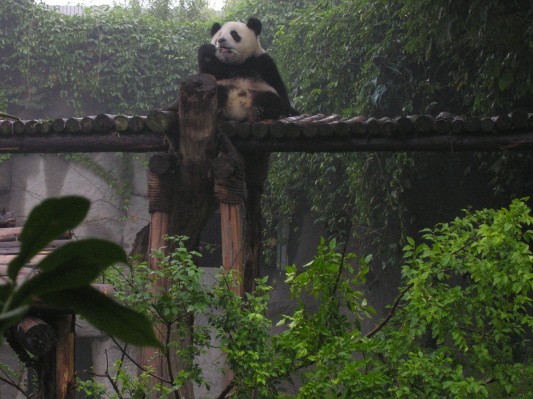 Panda Cubs Like Climbing