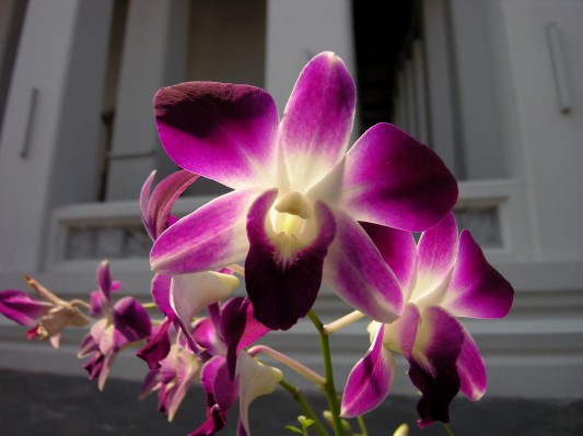 orchid in temple courtyard in bangkok