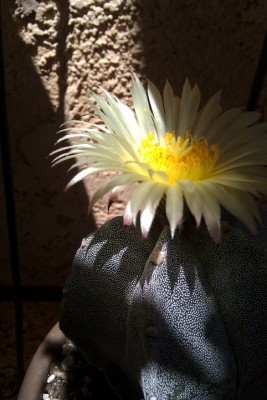 Yellow and white cactus blossom in dramatic light