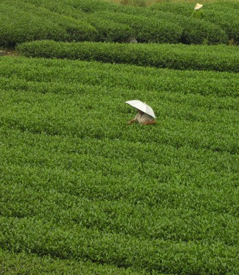 Tea in Sichuan